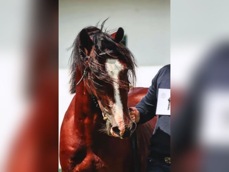 Welsh D (Cob) Stallion Bay in Lublin