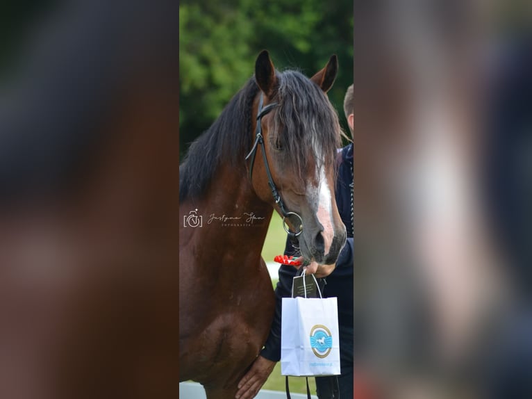 Welsh D (Cob) Stallion Bay in Lublin