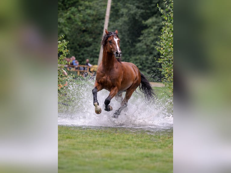 Welsh D (Cob) Stallion Bay in Lublin