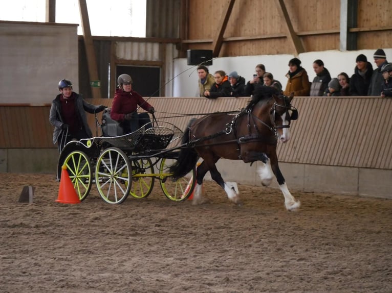Welsh D (Cob) Stallion in Liebstadt