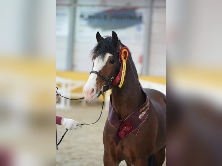 Welsh D (Cob) Stallion in Liebstadt