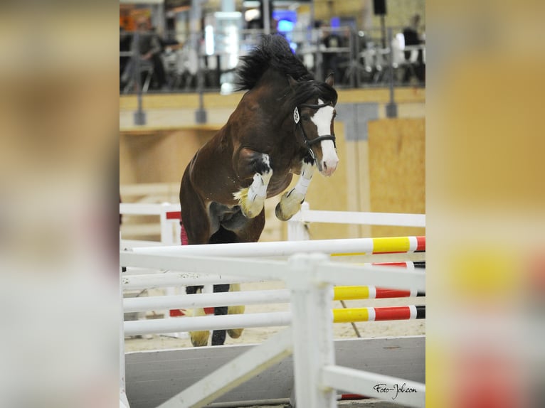 Welsh D (Cob) Stallion in Liebstadt