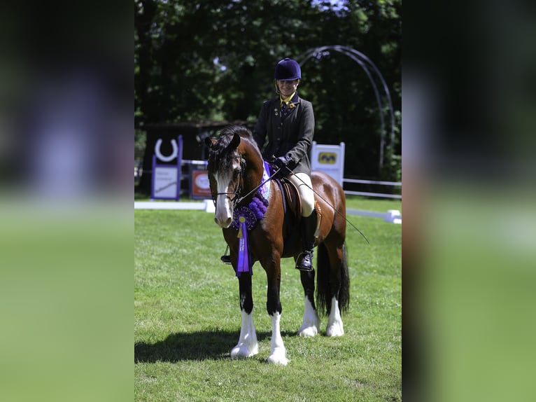 Welsh D (Cob) Stallion in Liebstadt