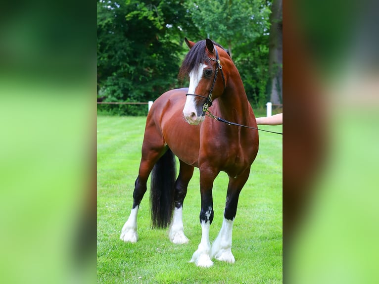 Welsh D (Cob) Stallion in Liebstadt