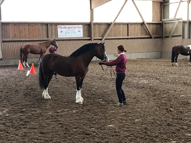 Welsh D (Cob) Stallion in Liebstadt