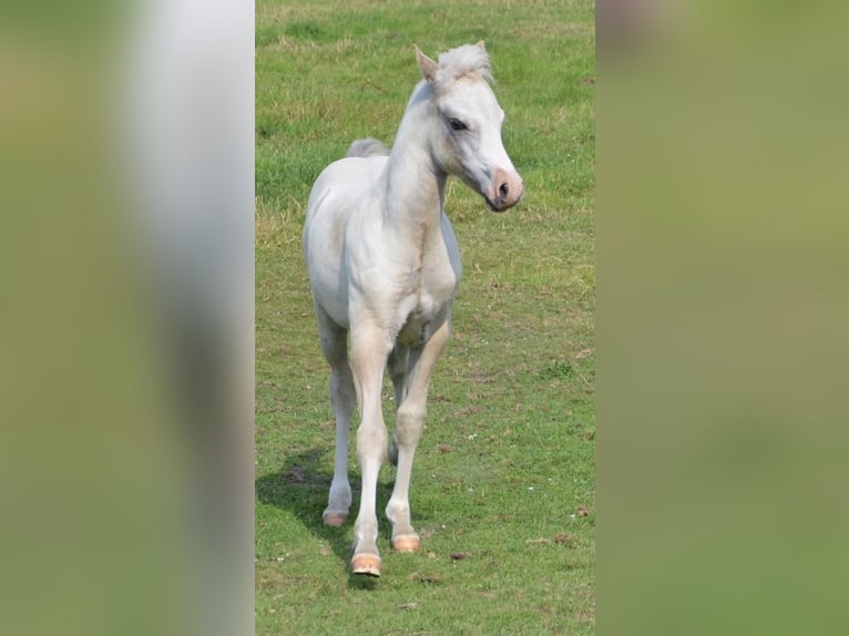 Welsh D (Cob) Stallion Foal (04/2026) 13.2 hh Grey in Hasloh