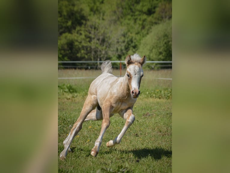 Welsh D (Cob) Stallion Foal (04/2026) 13.2 hh Grey in Hasloh