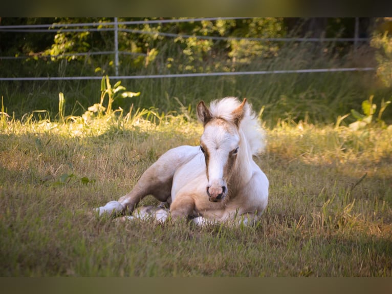 Welsh D (Cob) Stallion Foal (04/2026) 13.2 hh Grey in Hasloh