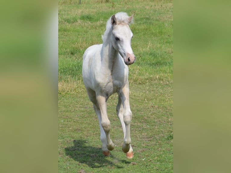 Welsh D (Cob) Stallion Foal (04/2026) 13.2 hh Grey in Hasloh