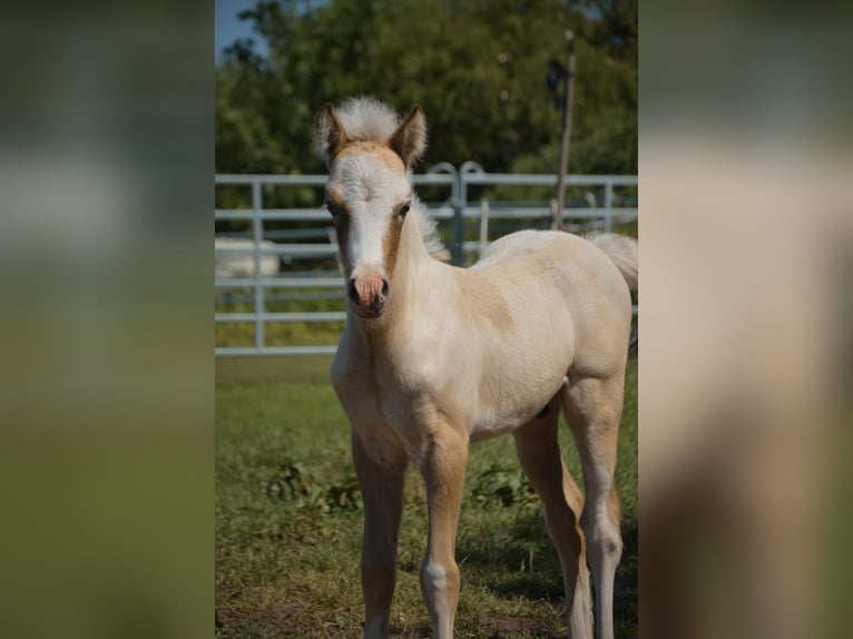 Welsh D (Cob) Stallion Foal (04/2026) 13.2 hh Grey in Hasloh