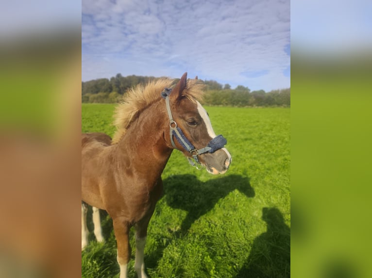 Welsh D (Cob) Stallion Foal (05/2026) 14.1 hh Chestnut-Red in Behrensdorf