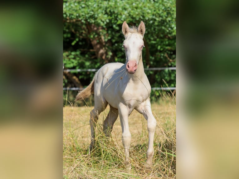 Welsh D (Cob) Stallion Foal (05/2026) 14.2 hh Perlino in Kirchlengern