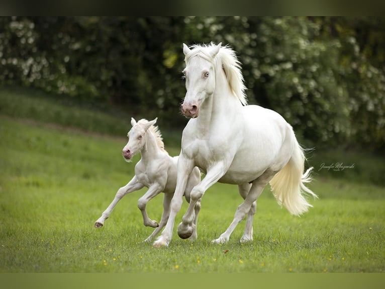 Welsh D (Cob) Stallion Foal (05/2026) 14.2 hh Perlino in Kirchlengern