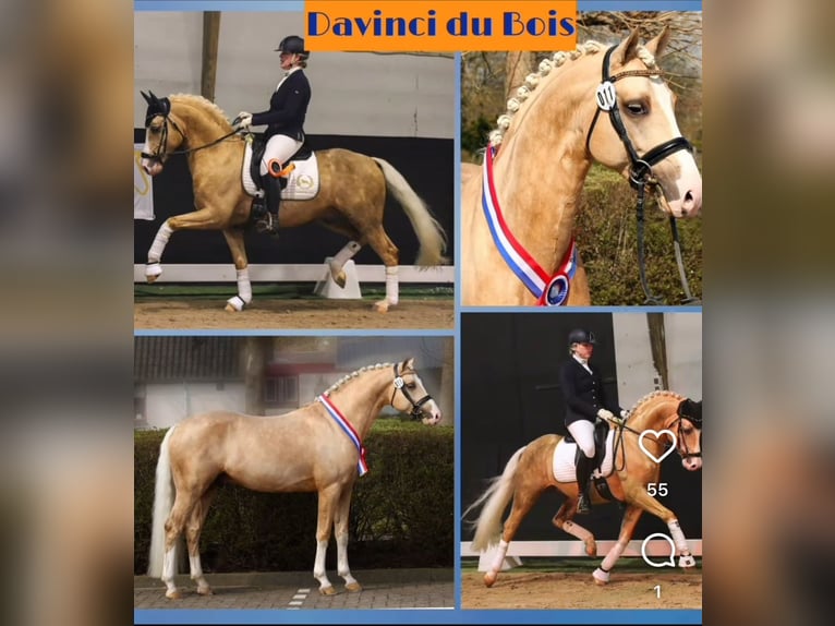 Welsh D (Cob) Mix Stallion Foal (07/2025) 14,1 hh Smoky-Black in Schoonrewoerd