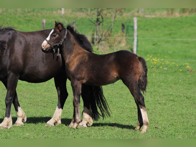 Welsh D (Cob) Mix Stallion Foal (07/2025) 14,1 hh Smoky-Black in Schoonrewoerd