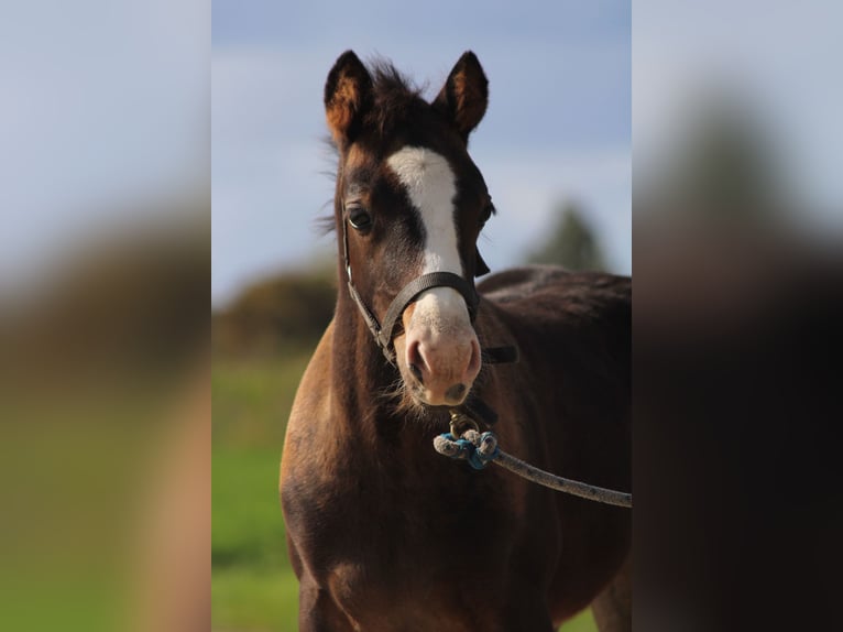 Welsh D (Cob) Mix Stallion Foal (07/2025) 14,1 hh Smoky-Black in Schoonrewoerd