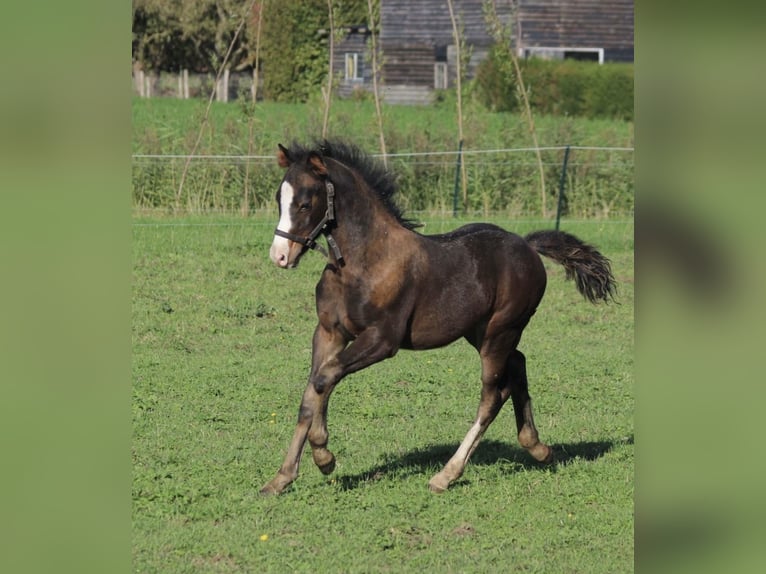 Welsh D (Cob) Mix Stallion Foal (07/2025) 14,1 hh Smoky-Black in Schoonrewoerd