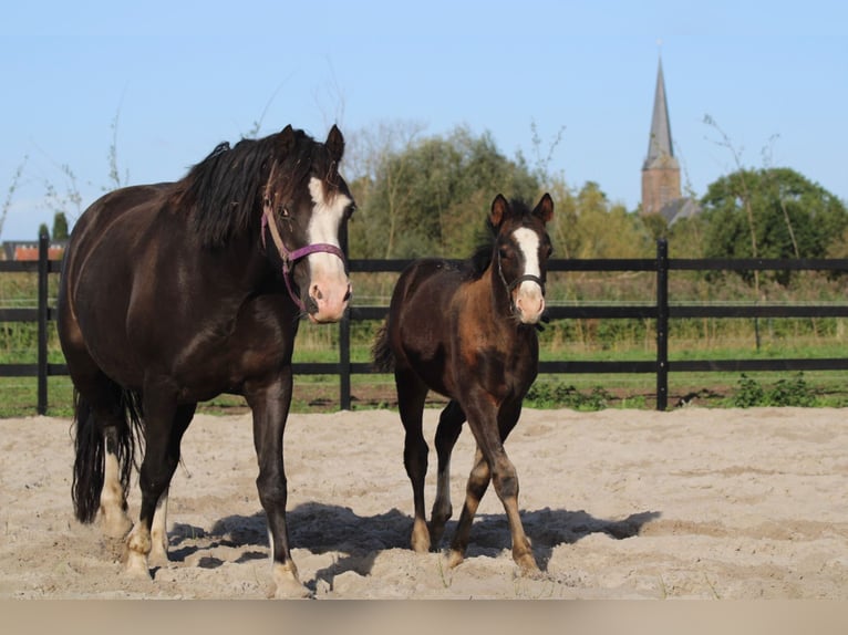 Welsh D (Cob) Mix Stallion Foal (07/2025) 14,1 hh Smoky-Black in Schoonrewoerd