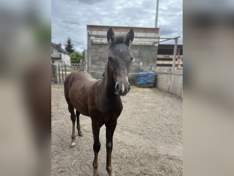 Welsh D (Cob) Mix Stallion Foal (05/2025) 14,1 hh Smoky-Black in Swarz&#x119;dz