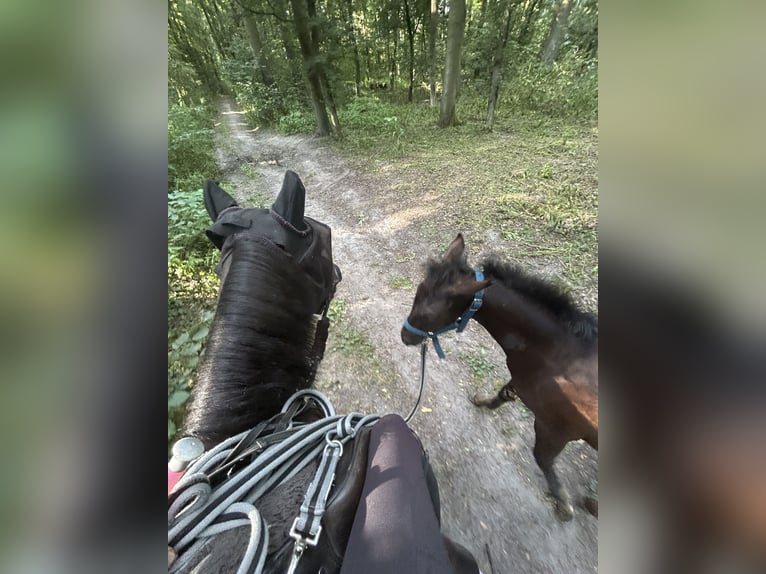 Welsh D (Cob) Mix Stallion Foal (05/2025) 14,1 hh Smoky-Black in Swarz&#x119;dz