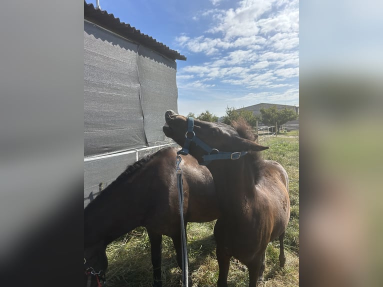 Welsh D (Cob) Mix Stallion Foal (05/2025) 14,1 hh Smoky-Black in Swarz&#x119;dz