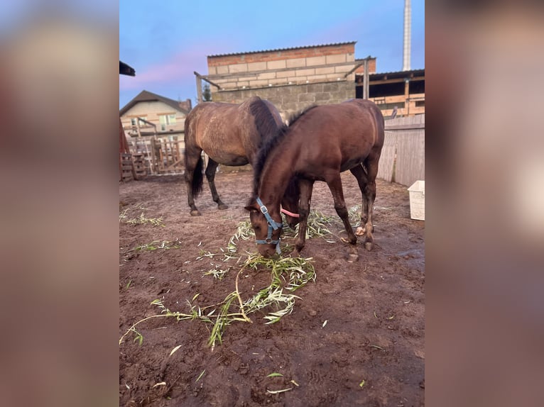 Welsh D (Cob) Mix Stallion Foal (05/2025) 14,1 hh Smoky-Black in Swarz&#x119;dz