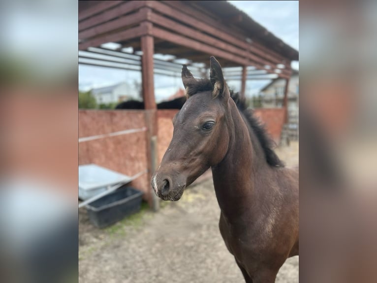 Welsh D (Cob) Mix Stallion Foal (05/2025) 14,1 hh Smoky-Black in Swarz&#x119;dz