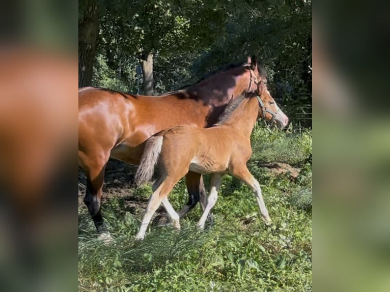 Welsh D (Cob) Stallion Foal (06/2025) 14,2 hh Brown in Haren