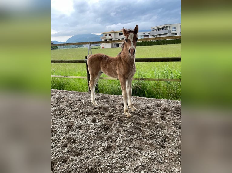 Welsh D (Cob) Stallion  14,2 hh Chestnut in Sarleinsbach