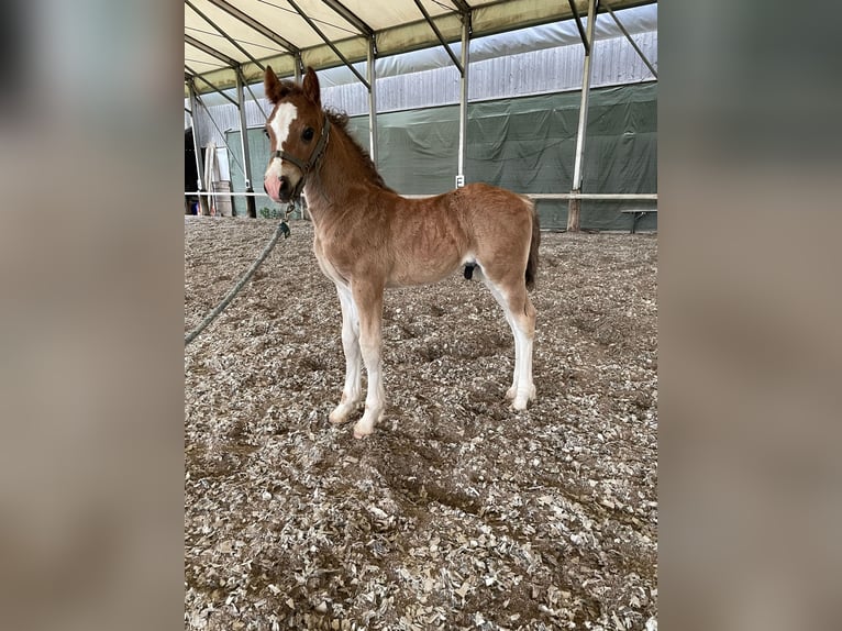 Welsh D (Cob) Stallion  14,2 hh Chestnut in Sarleinsbach