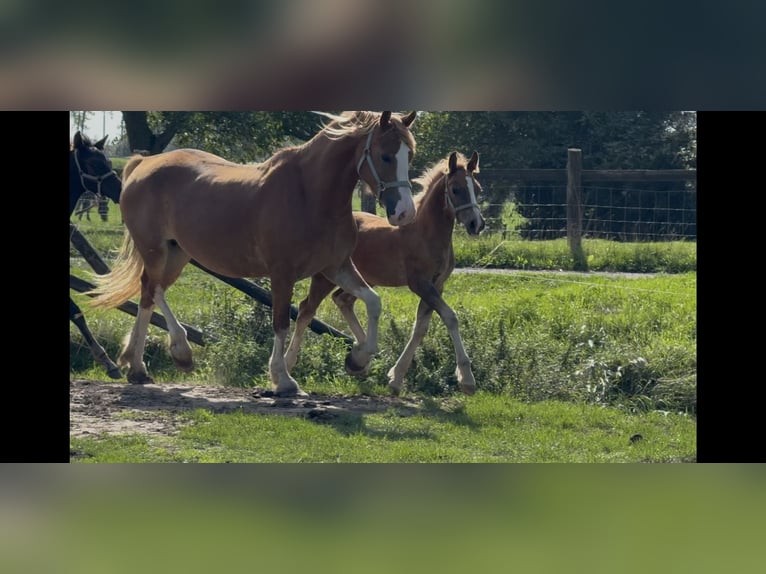 Welsh D (Cob) Stallion Foal (06/2025) 14,2 hh Chestnut in Werkhoven