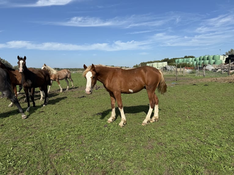 Welsh D (Cob) Stallion Foal (06/2025) 14,2 hh Chestnut in Werkhoven