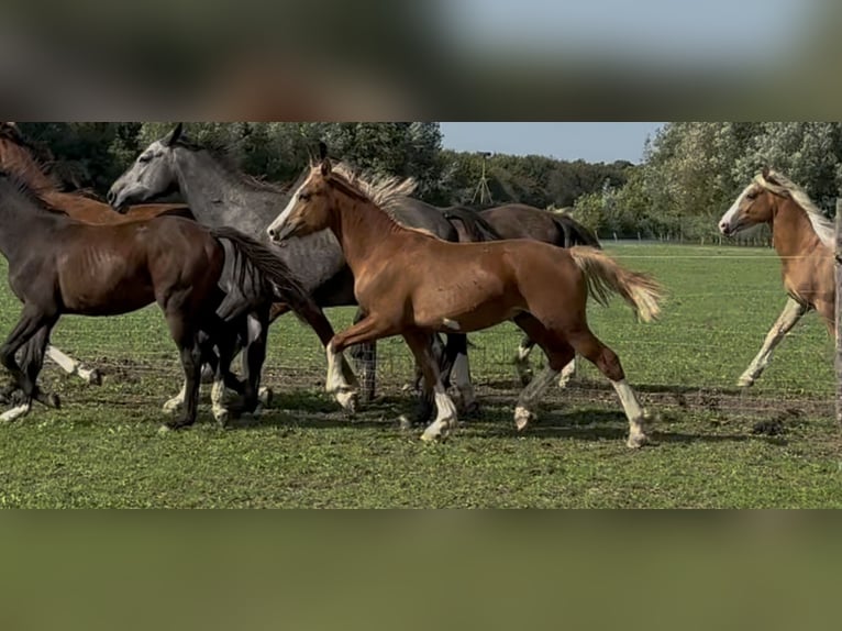 Welsh D (Cob) Stallion Foal (06/2025) 14,2 hh Chestnut in Werkhoven