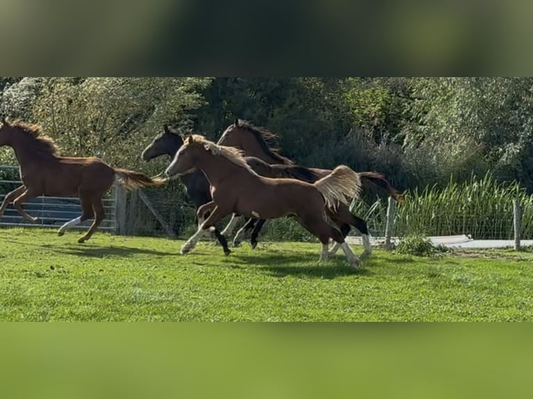 Welsh D (Cob) Stallion Foal (06/2025) 14,2 hh Chestnut in Werkhoven