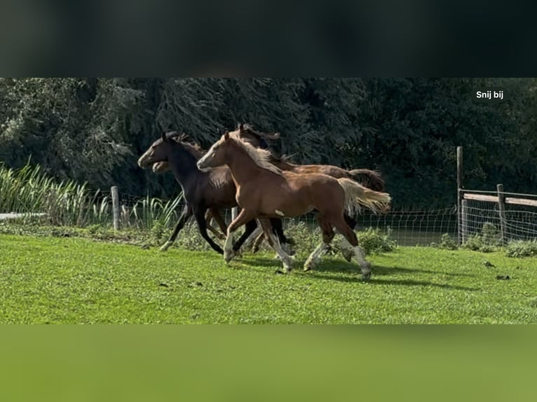Welsh D (Cob) Stallion Foal (06/2025) 14,2 hh Chestnut in Werkhoven