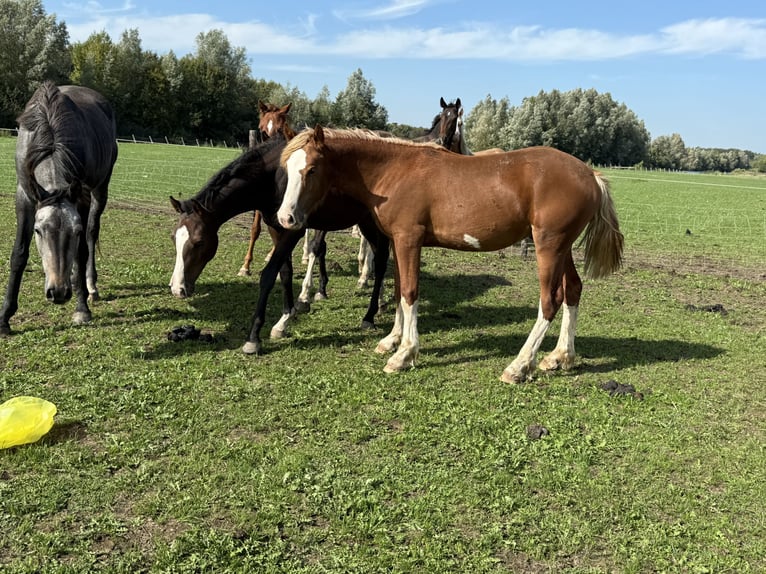 Welsh D (Cob) Stallion Foal (06/2025) 14,2 hh Chestnut in Werkhoven