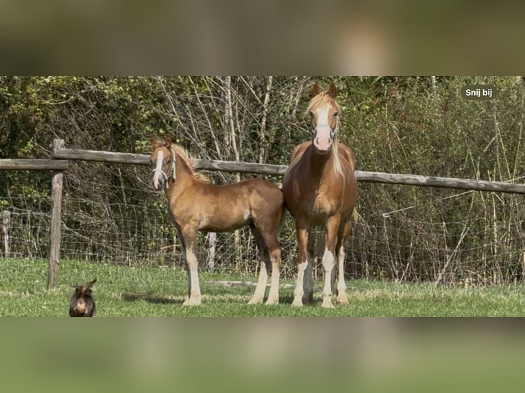 Welsh D (Cob) Stallion Foal (06/2025) 14,2 hh Chestnut in Werkhoven