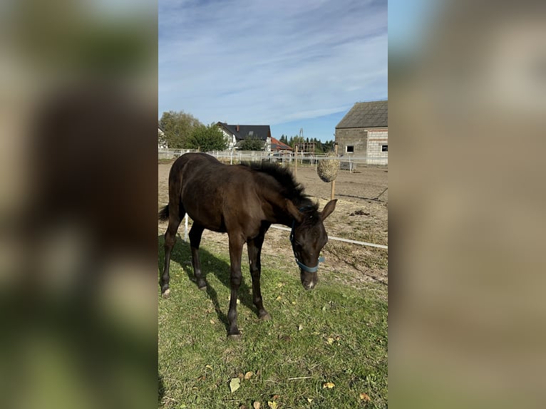 Welsh D (Cob) Mix Stallion Foal (05/2025) 14,2 hh Smoky-Black in Swarz&#x119;dz