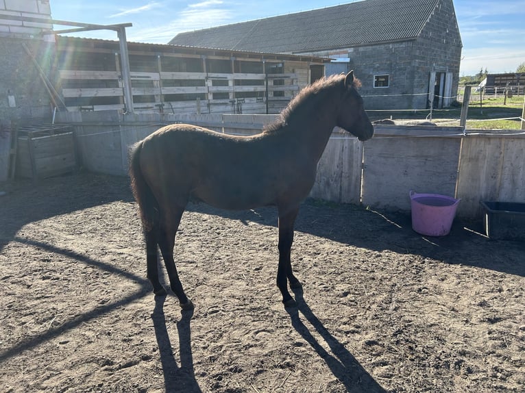 Welsh D (Cob) Mix Stallion Foal (05/2025) 14,2 hh Smoky-Black in Swarz&#x119;dz
