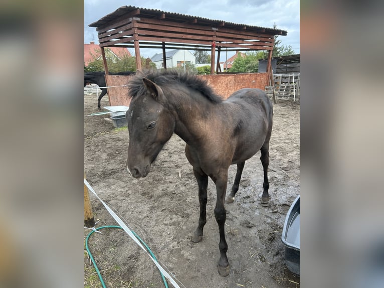 Welsh D (Cob) Stallion Foal (05/2025) 14,2 hh Smoky-Black in Swarz&#x119;dz