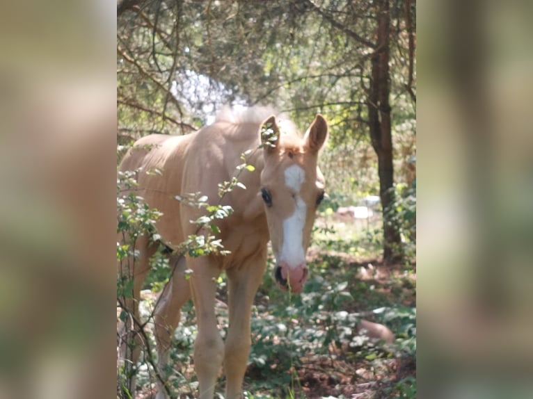 Welsh D (Cob) Mix Stallion Foal (05/2025) 15,1 hh Palomino in Trzciel
