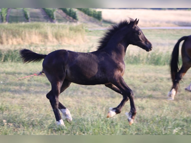 Welsh D (Cob) Stallion Foal (03/2026) Bay-Dark in Bad Vöslau