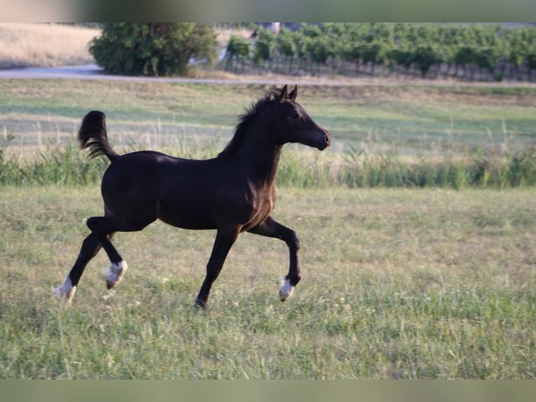 Welsh D (Cob) Stallion Foal (03/2026) Bay-Dark in Bad Vöslau