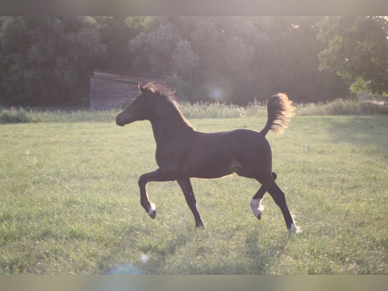 Welsh D (Cob) Stallion Foal (03/2026) Bay-Dark in Bad Vöslau