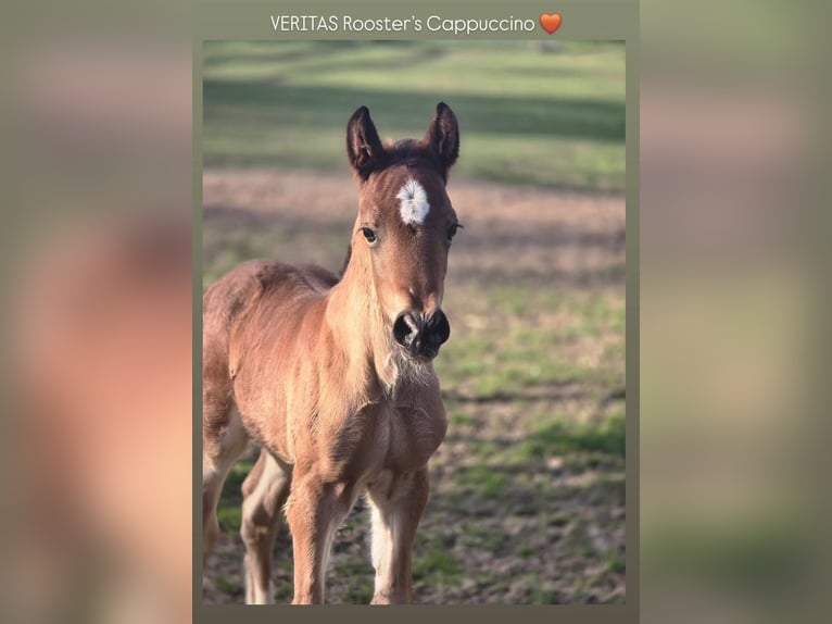 Welsh D (Cob) Stallion Foal (03/2026) Brown in Meinhard