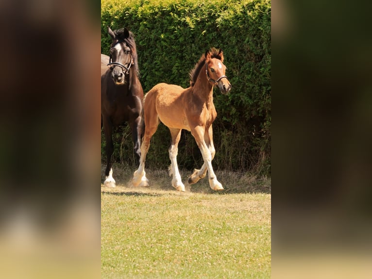 Welsh D (Cob) Stallion Foal (03/2026) Brown in Meinhard