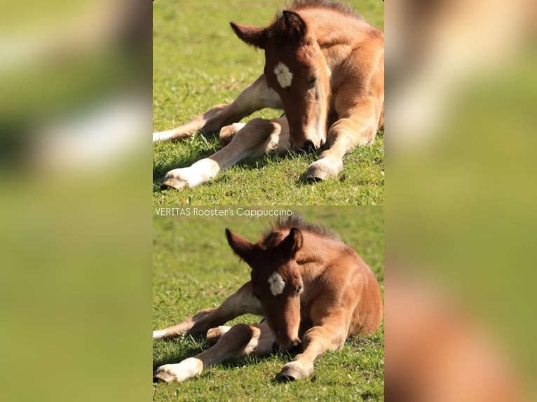 Welsh D (Cob) Stallion Foal (03/2026) Brown in Meinhard