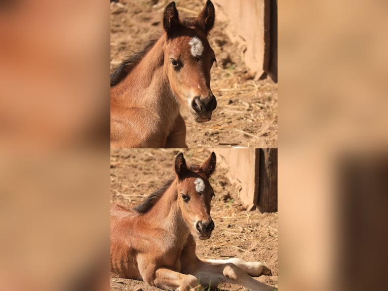 Welsh D (Cob) Stallion Foal (03/2026) Brown in Meinhard