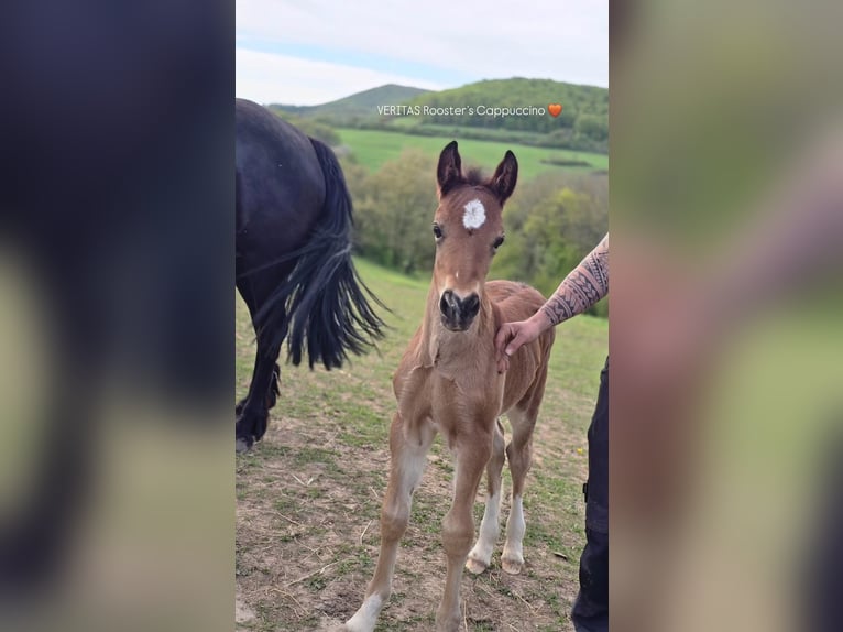Welsh D (Cob) Stallion Foal (03/2026) Brown in Meinhard