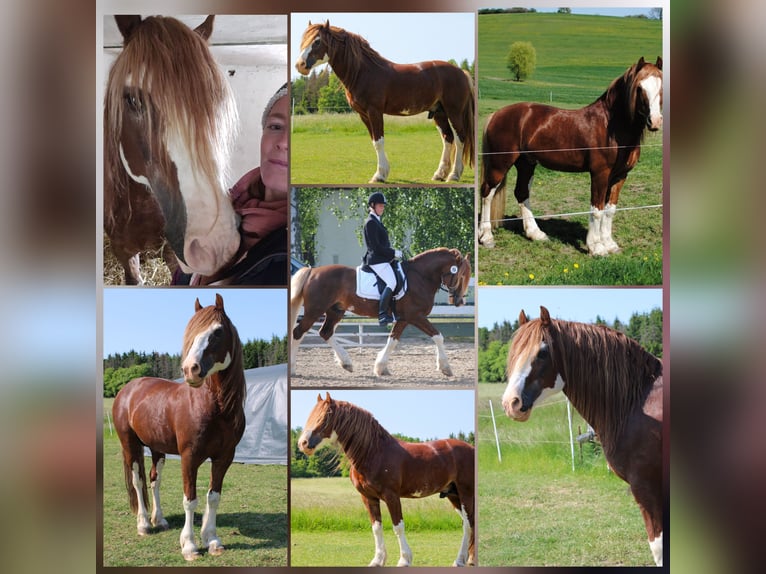 Welsh D (Cob) Stallion Foal (03/2026) Brown in Meinhard